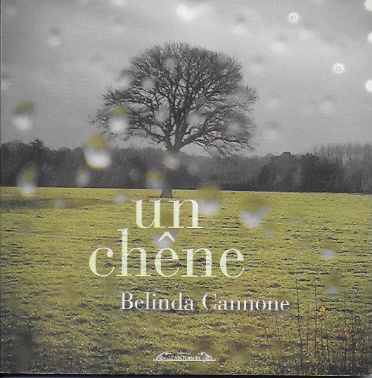 Un chêne - Click to enlarge picture.